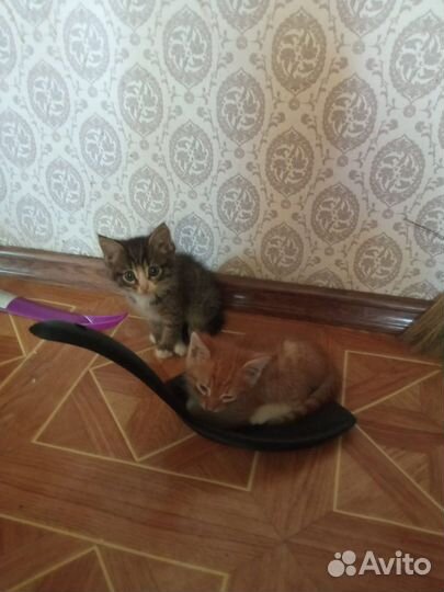 Милые котята