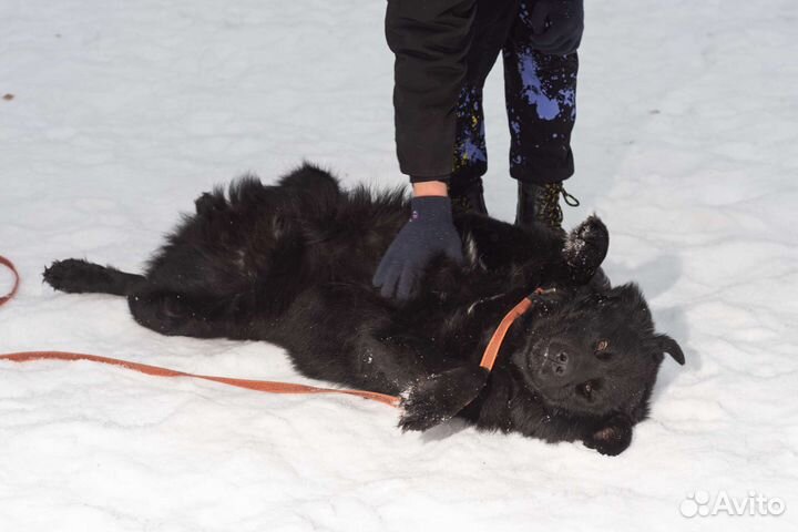 Улыбчивый Атос в поисках дома