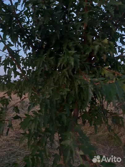 Клен гиннала