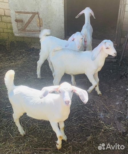 С/х животные