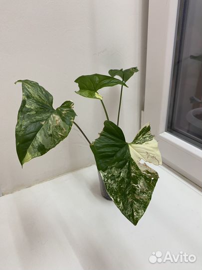 Сингониум imperial вайт