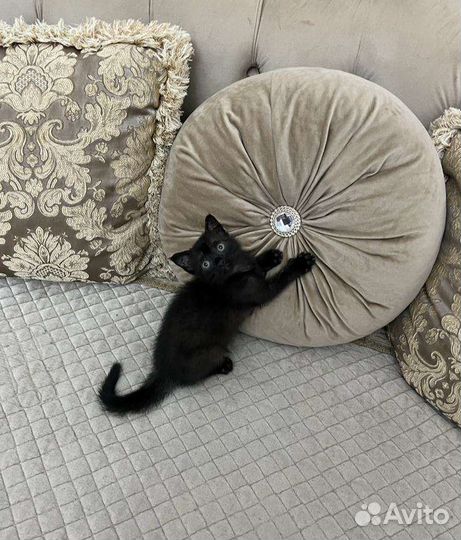 Котик Бэтман