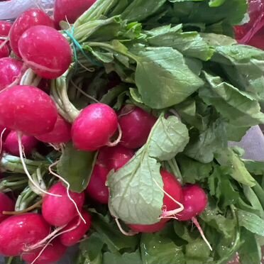 Свежая редиска