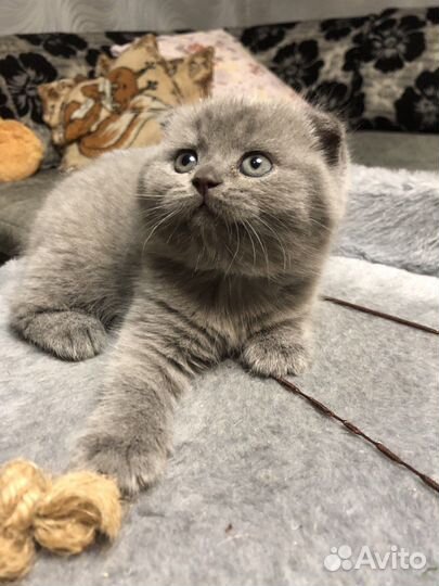 Шотландские котята
