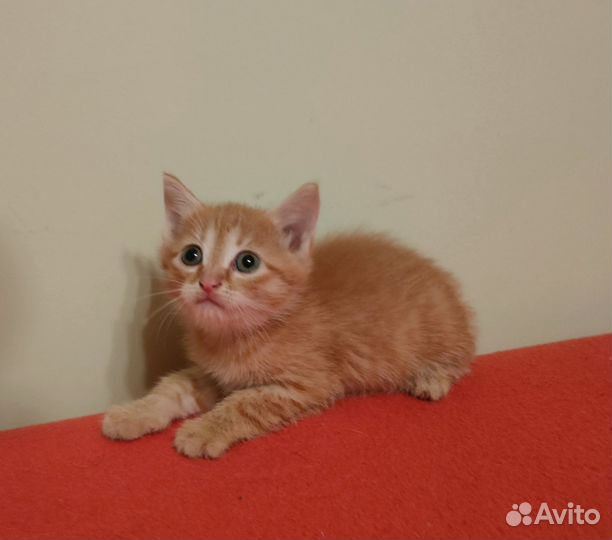 Очаровательные котята