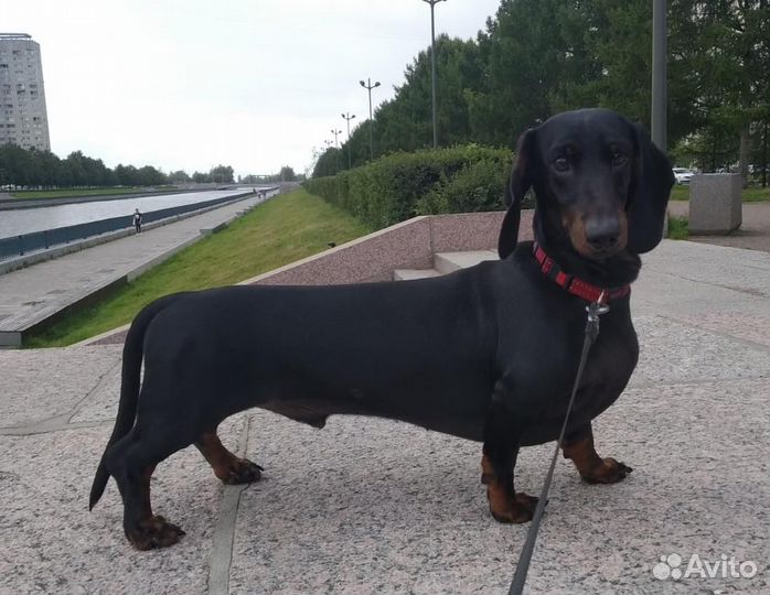 Такса стандартная гладкошерстная