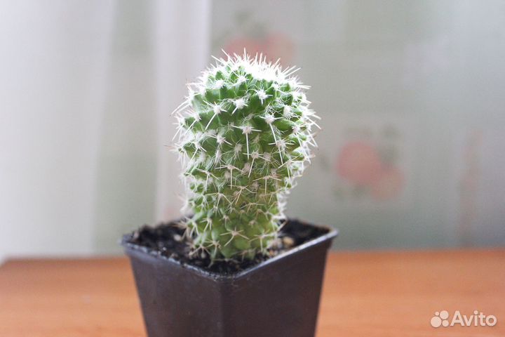 Кактусы и суккуленты