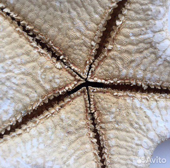 Морская звезда для интерьера