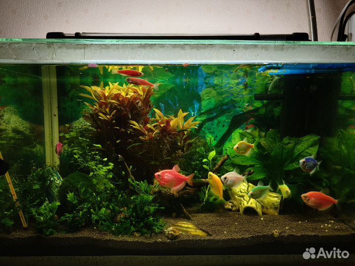 Аквариумные рыбки отдам бесплатно