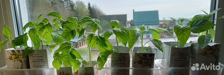 Рассада сл. и острого перца,баклажан,томатов