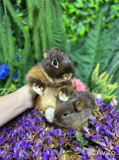 Карликовые кролики Царские