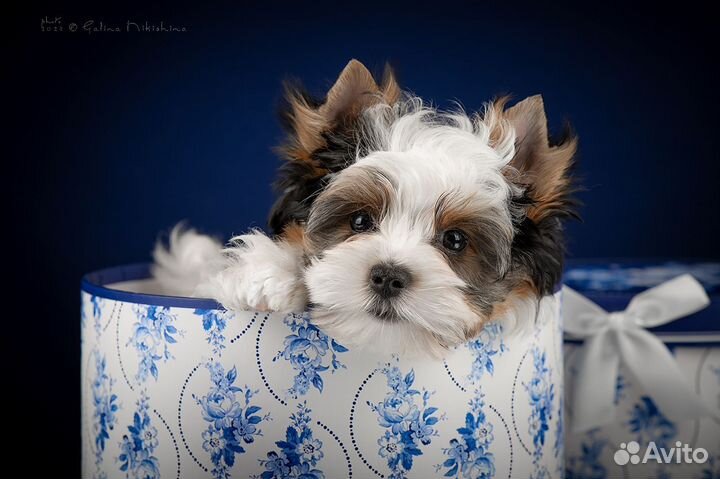 Курносый мальчик Бивер