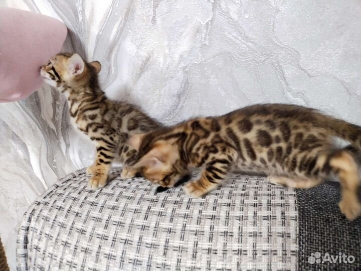 Бенгальские котята