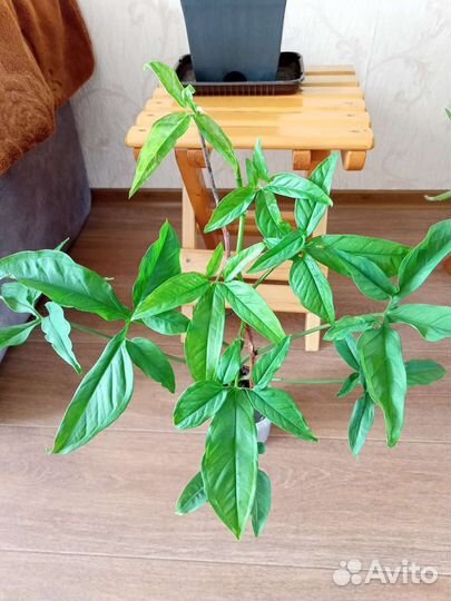 Сингониум,хлорофитум