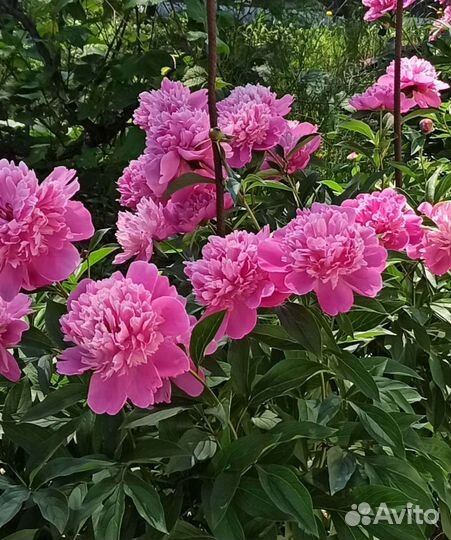 Пионы саженцы