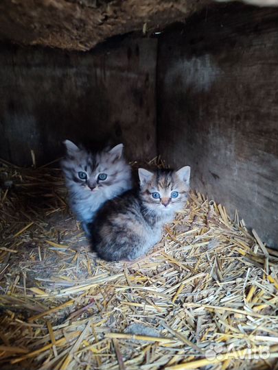 Котята отдам бесплатно