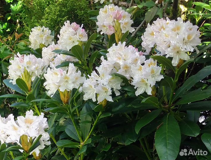 Рододендрон Cunningham’s White