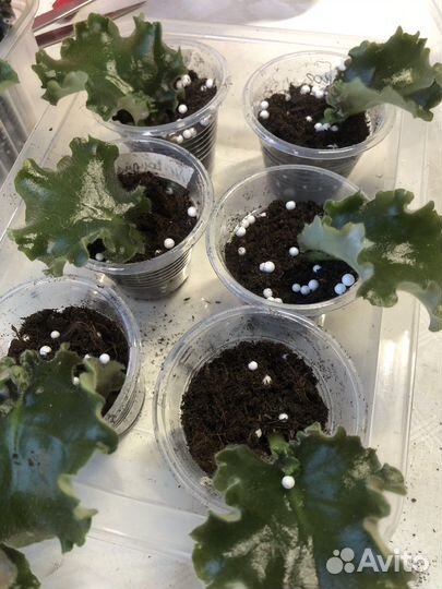 Фиалка Ян-Каприз