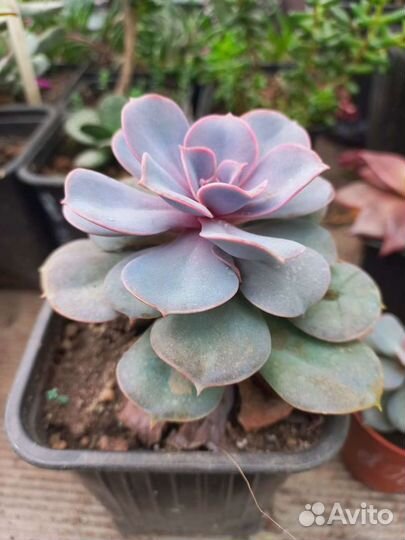 Эхеверии, кактусы и другие суккуленты из питомника