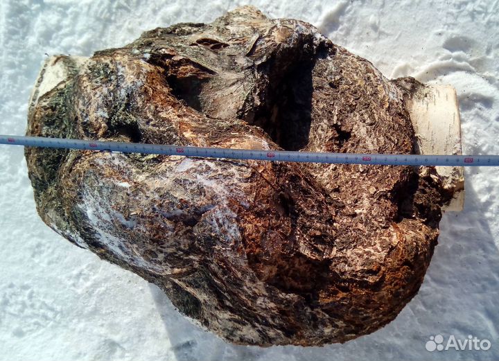 Сувель берёзовый