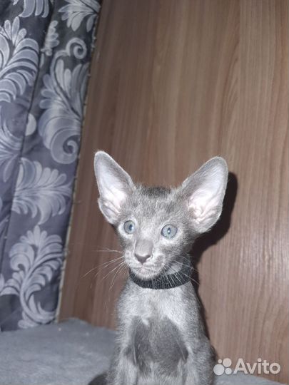 Ориентальные котята
