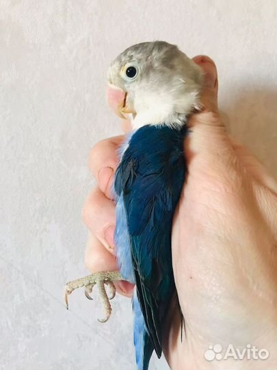 Попугай неразлучник птенцы