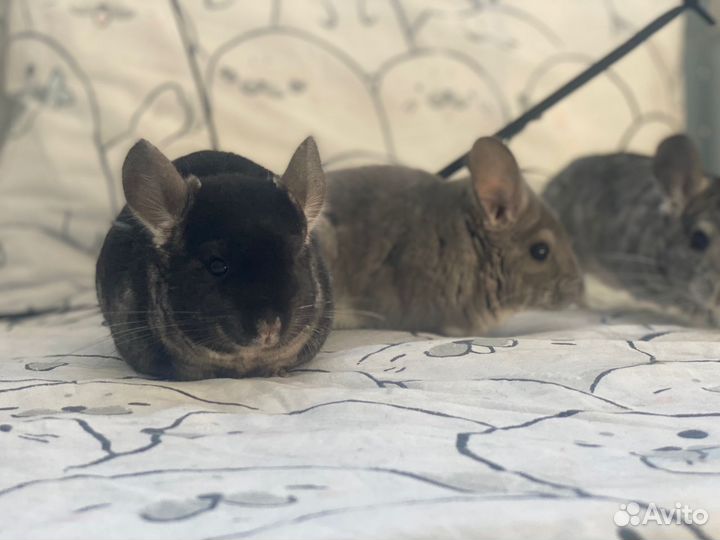 Шиншилла черный бархат