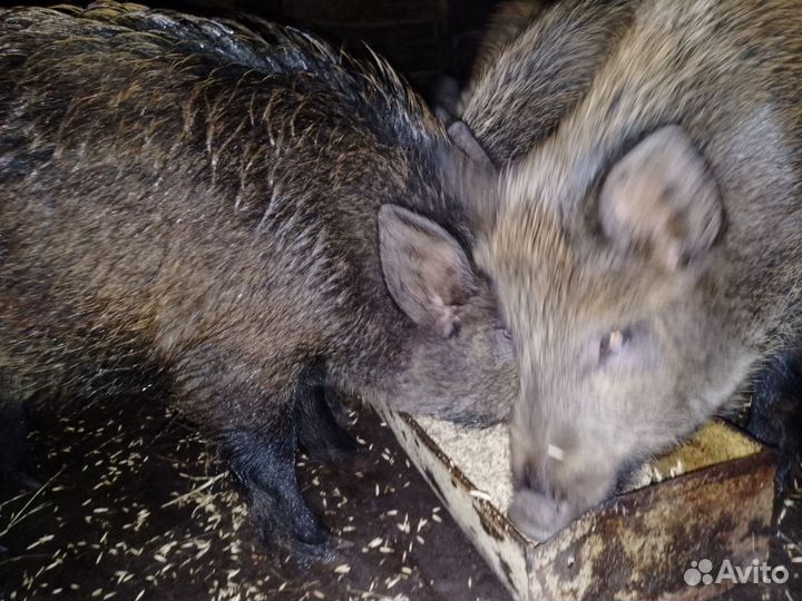 Дикие кабаны