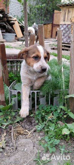 Девочка в беде