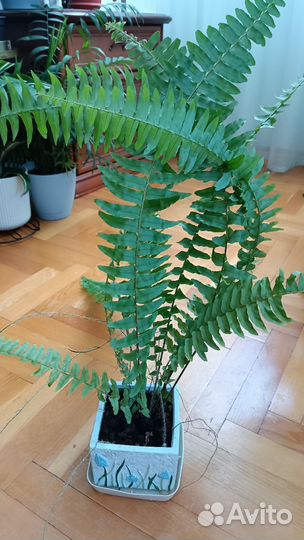 Папоротник