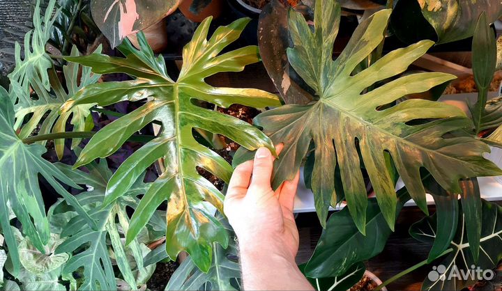 Филодендрон Радиатум вариегатный