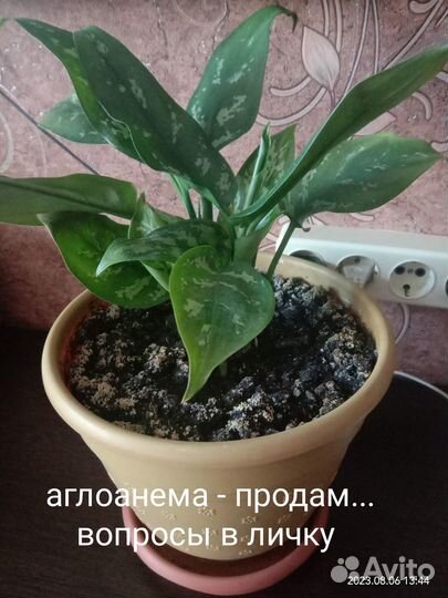 Продам растения