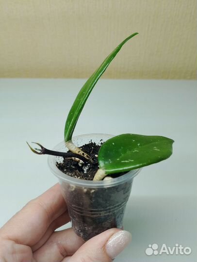 Хойи укорененные