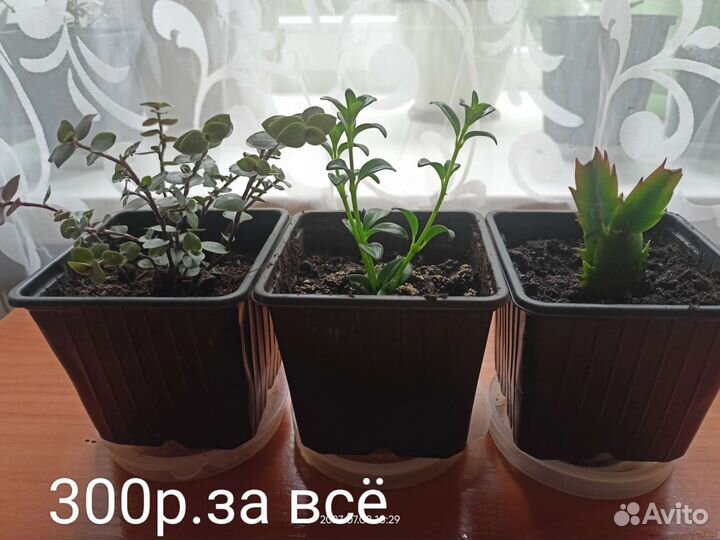 Комнатные цветы