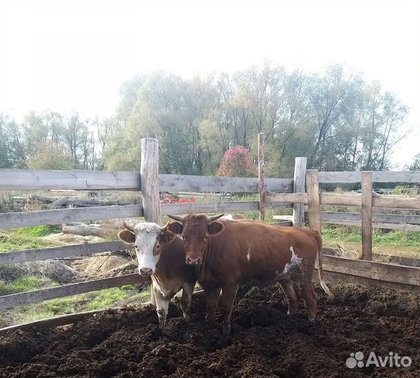 Бычки и телки