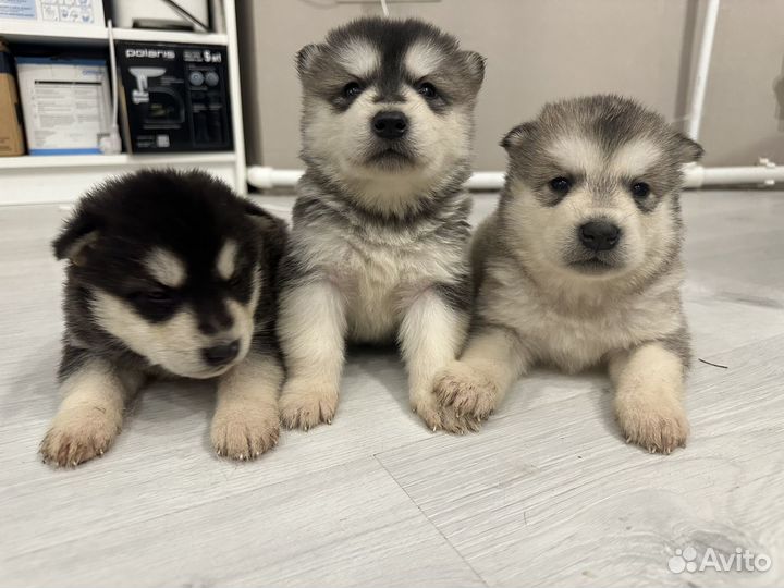 Аляскинский маламут щенки