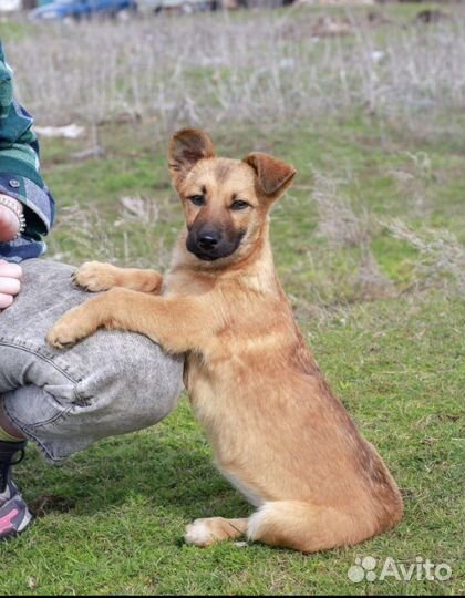 Собачка коротколапик