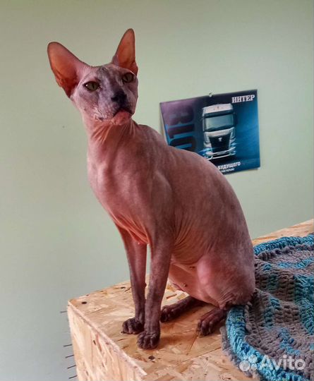 Сфинкс ищет дом