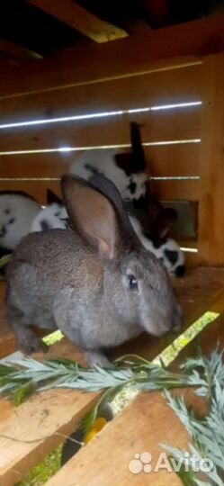 Кролики на племя