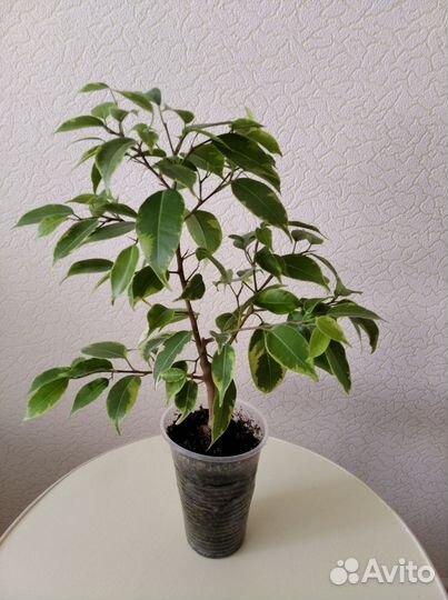 Фикус Кинки