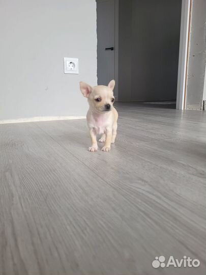 Собаки чихуахуа щенок мини
