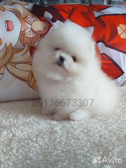 Кобель для вязки