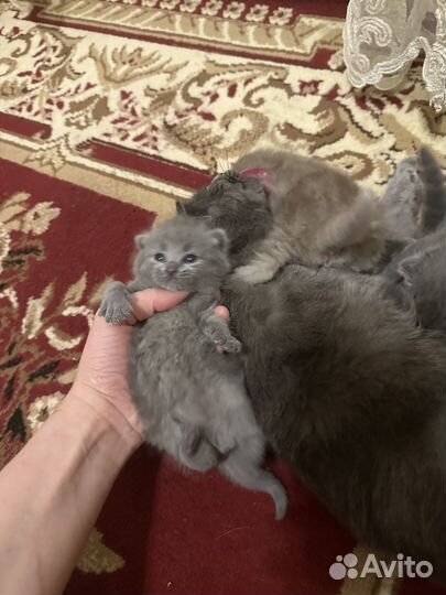 Британская