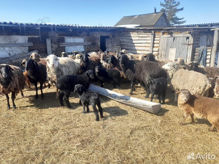 Быки коровы телки бычки