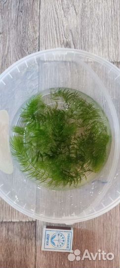 Роголистник