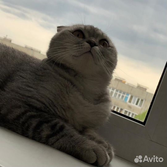 Шотландская вислоухая кошка бесплатно