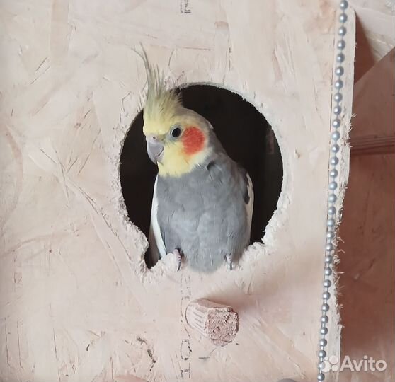 Продам кореллу