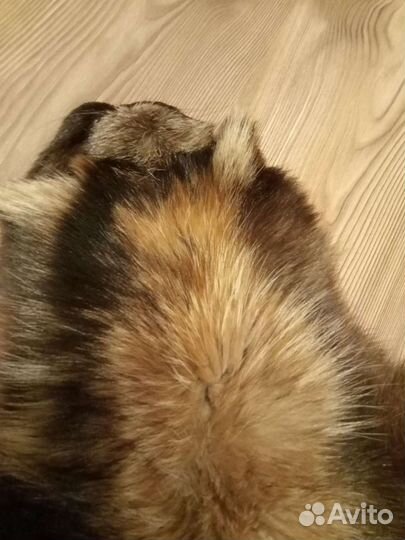Шкура енота