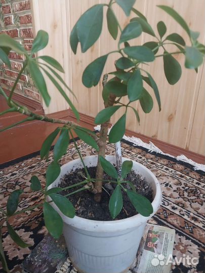 Комнатные растения