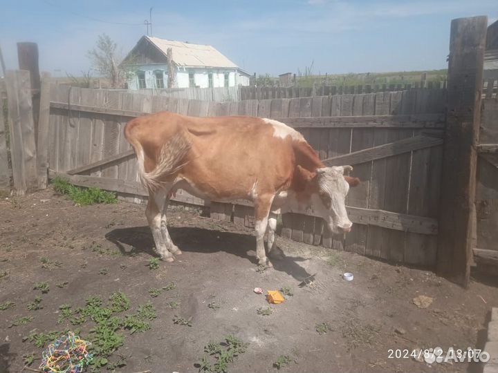 Корова дойная стельная